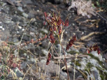 Isatis tinctoria / Glasto comune